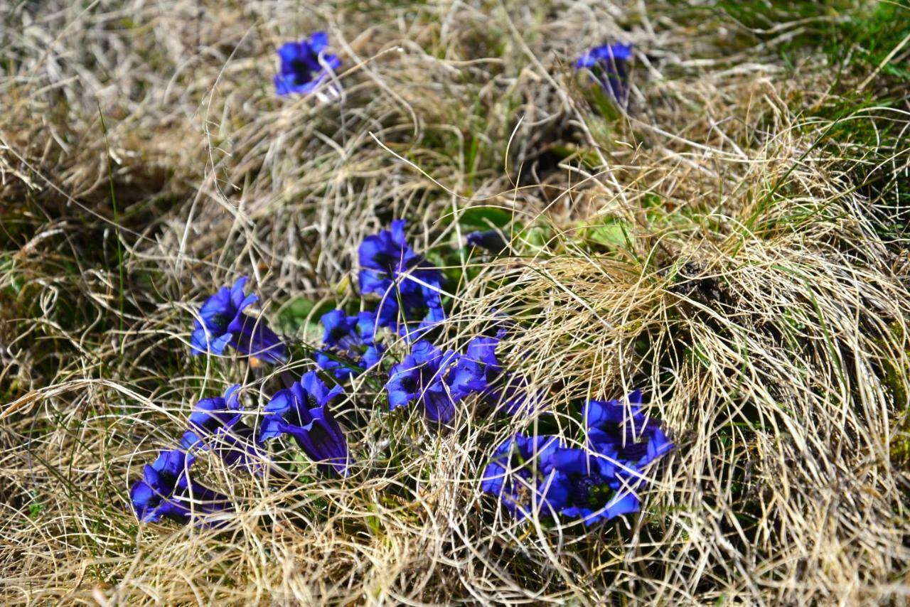 Il Cortese Chiareggio ภายนอก รูปภาพ